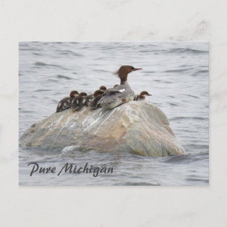 Merganser et poussins, carte postale du nord du Mi