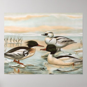 Mergansers Vintage Bird Illustration Poster