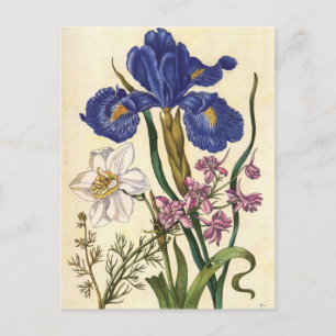 Merian Floral Art Postcard