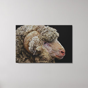 Merino sheep art canvas print