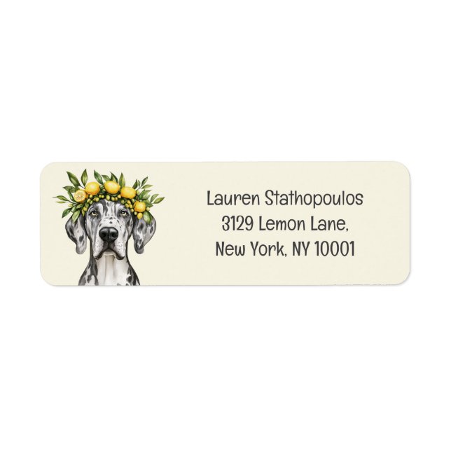 Merle Great Dane Chien Lemon Crown (Devant)