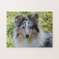 Merle Shetland Sheepdog - Sheltie Dog