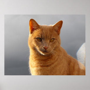 Merlin and the orb poster