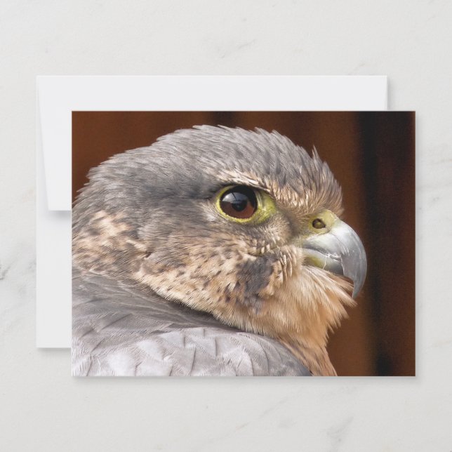 MERLIN FALCON BIRD OF PREY CARD (Front)