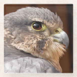MERLIN FALCON BIRD OF PREY GLASS COASTER