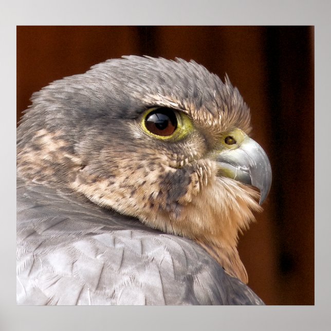 MERLIN FALCON BIRD OF PREY POSTER (Front)