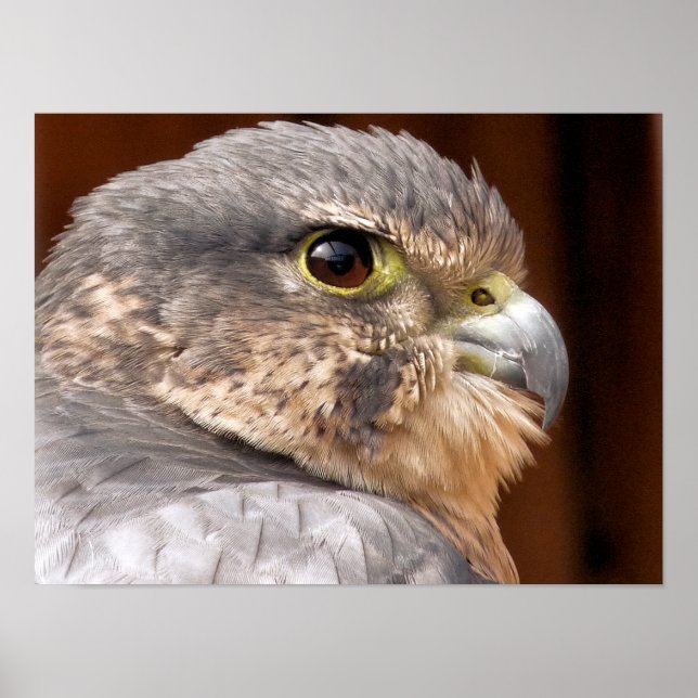 MERLIN FALCON BIRD OF PREY POSTER (Front)