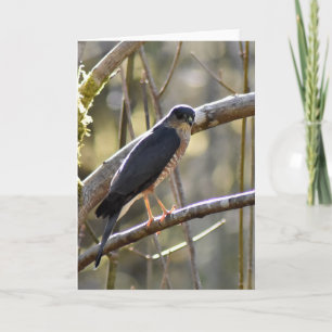 Merlin Falcon - Frameable Art Card