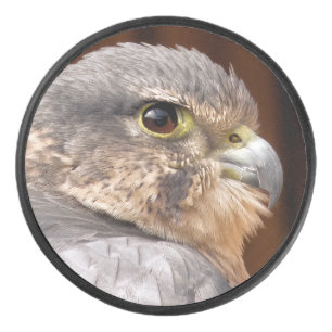 MERLIN FALCON OISEAU DE PREY