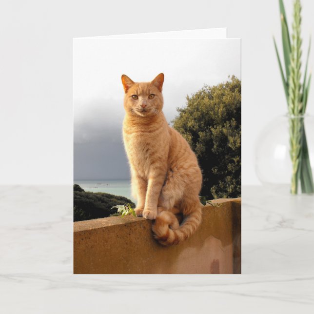 Merlin on the garden wall holiday card (Front)