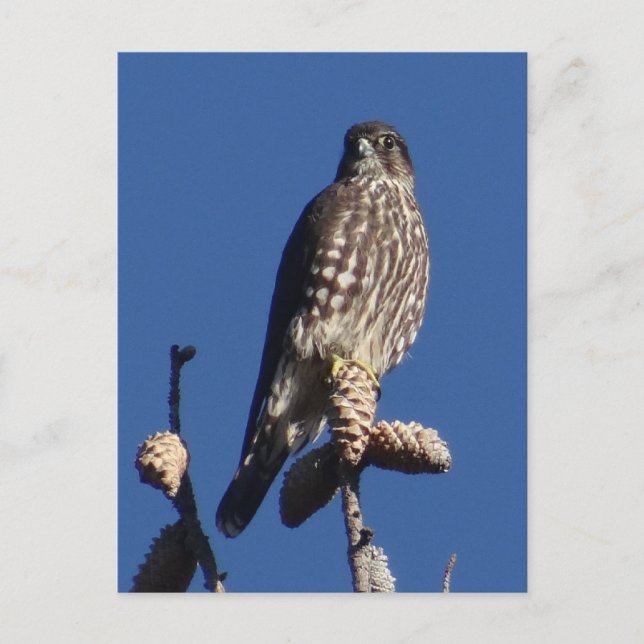 Merlin postcard (Front)