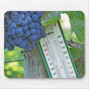 Merlot grapes at Chateau la Grave Figeac, a Mouse Pad