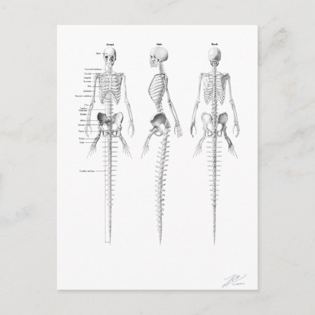 Mermaid skeleton postcard (Front)
