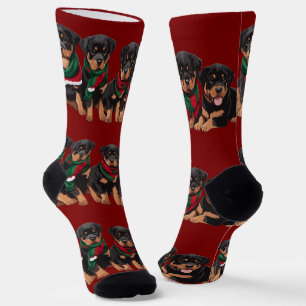 Merry Chrismutts Rottweiler Puppies Wearing Scarf Socks