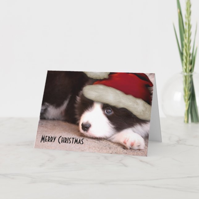 Merry Christmas Baby Border Collie - Santa hat Holiday Card (Front)