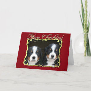 Merry Christmas Bernese mountain dogs card