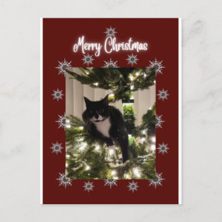 Merry Christmas card with Tuxedo cat on my tree.
