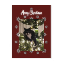 Merry Christmas card with Tuxedo cat on my tree.