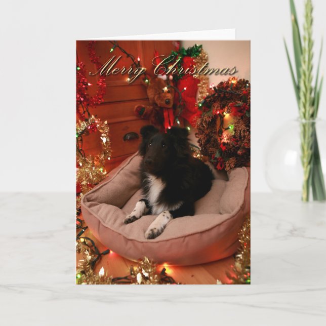 Merry Christmas, collie, sheltie Holiday Card (Front)