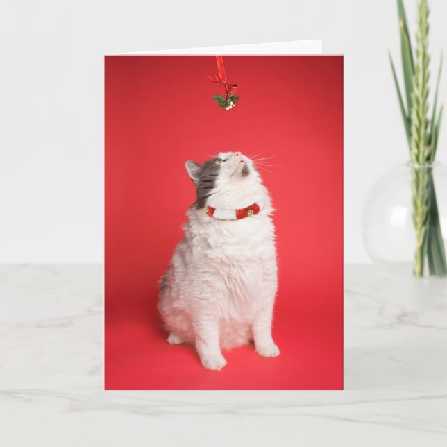 Merry Christmas Cute Kitty Under Mistletoe Holiday Card (Front)