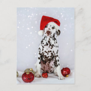 Merry Christmas Dalmatian Postcard