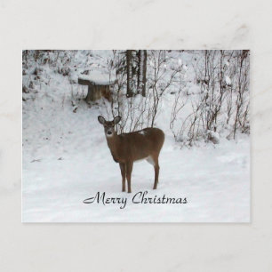 Merry Christmas Deer Holiday Postcard