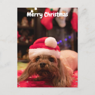 Merry Christmas Dog Holiday Postcard