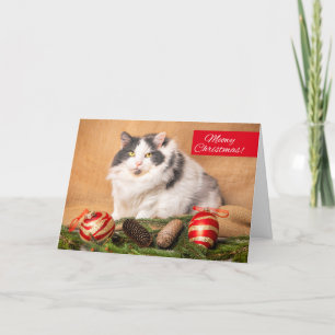Merry Christmas For Anyone Cute Cat Humour Holiday Card