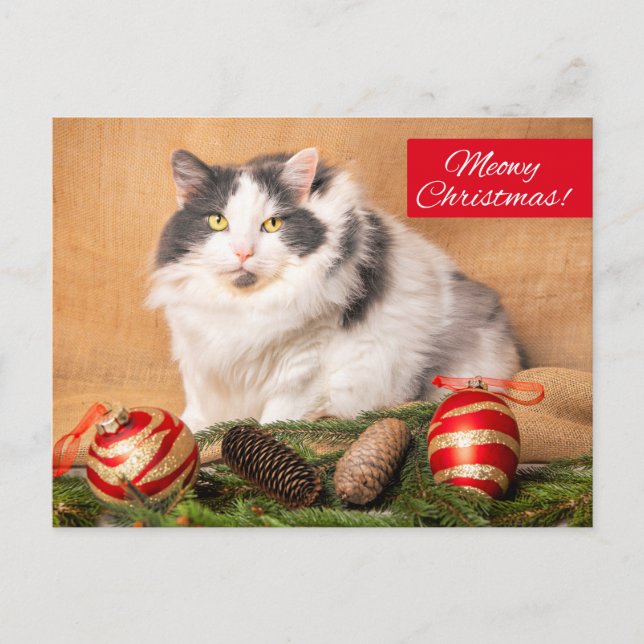 Merry Christmas For Anyone Cute Cat Humour  Holiday Postcard (Front)