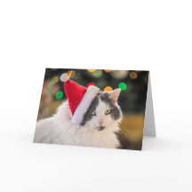 Merry Christmas For Anyone Cute Cat in Santa Hat