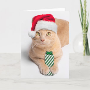 Merry Christmas For Anyone Orange Tabby Cat  Holiday Card