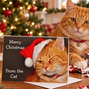 Merry Christmas from the Cat Holiday Card