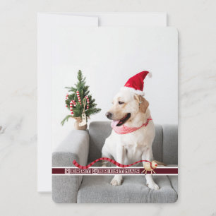 Merry Christmas From the Dog Customizable Holiday Card