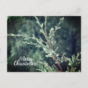 Merry Christmas Frosty Evergreen  Holiday Postcard