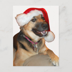 Merry Christmas German Shepherd Holiday Postcard
