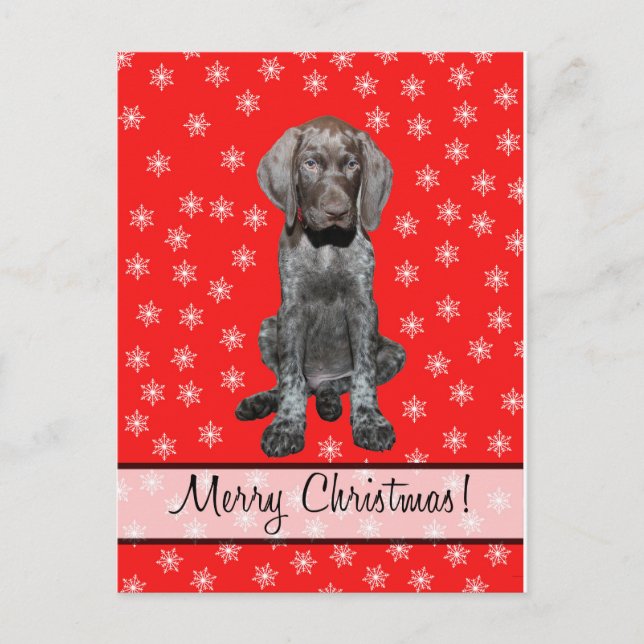 Merry Christmas german shorthaired pointer Holiday Postcard (Front)