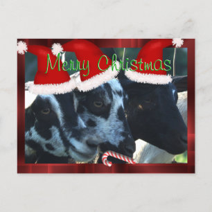 Merry Christmas Goat Postcard- customize Holiday Postcard
