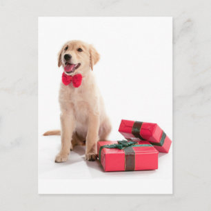 Merry Christmas Golden Retriever Puppy Holiday Postcard