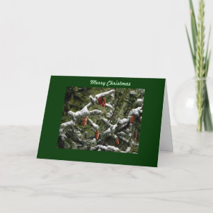 Merry Christmas Holiday Card