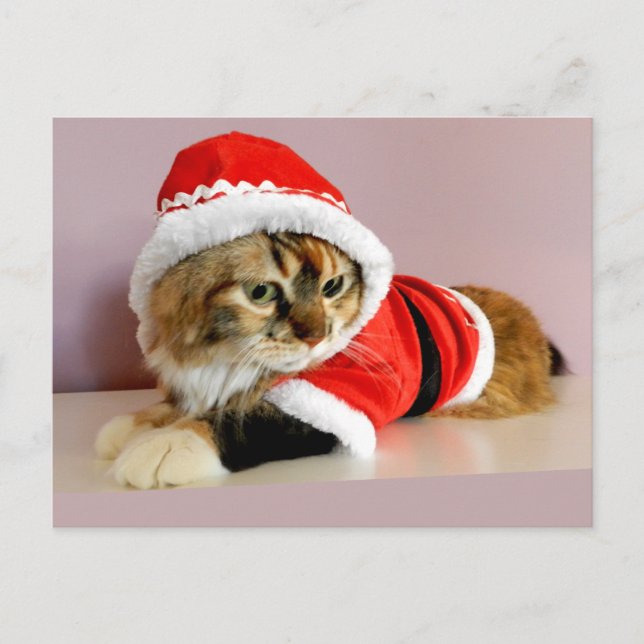 Merry Christmas kitty cat Santa suit Holiday Postcard (Front)