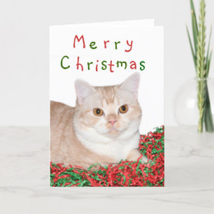Merry Christmas kitty Holiday Card
