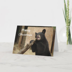 Merry Christmas - Lanikai Holiday Card