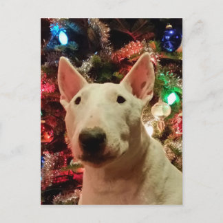 Merry Christmas Merra Bull terrier Holiday Postcard