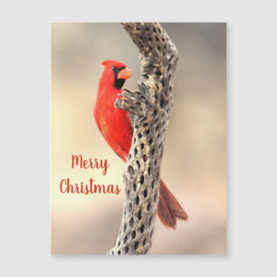 Merry Christmas Northern Cardinal Magnet
