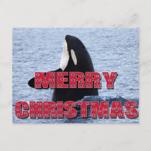 Merry Christmas Orca Whale Spy Hop Holiday Gifts Postcard