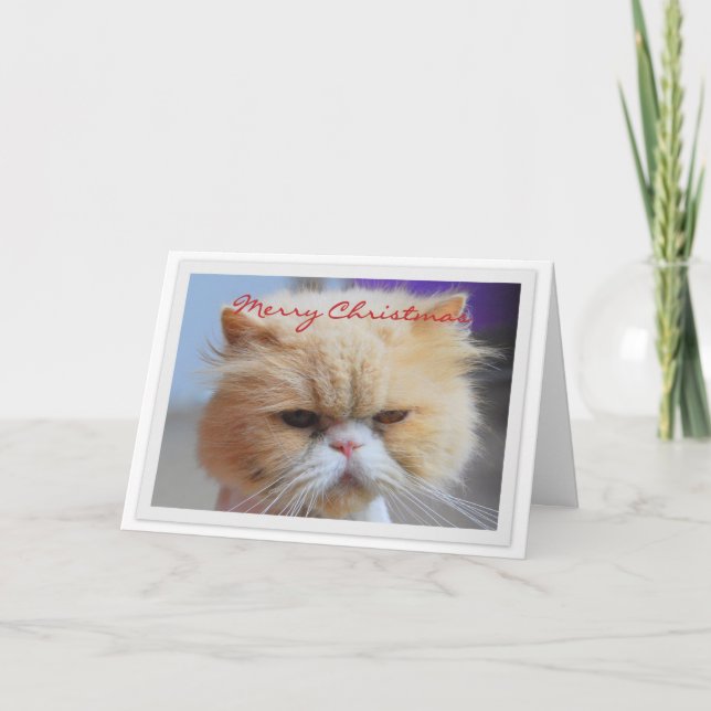 Merry Christmas Persian Cat Humour Holiday Card (Front)