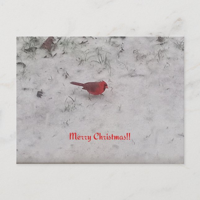 Merry Christmas!! Postcard (Front)