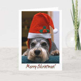 Merry Christmas Schnauzer Holiday Card