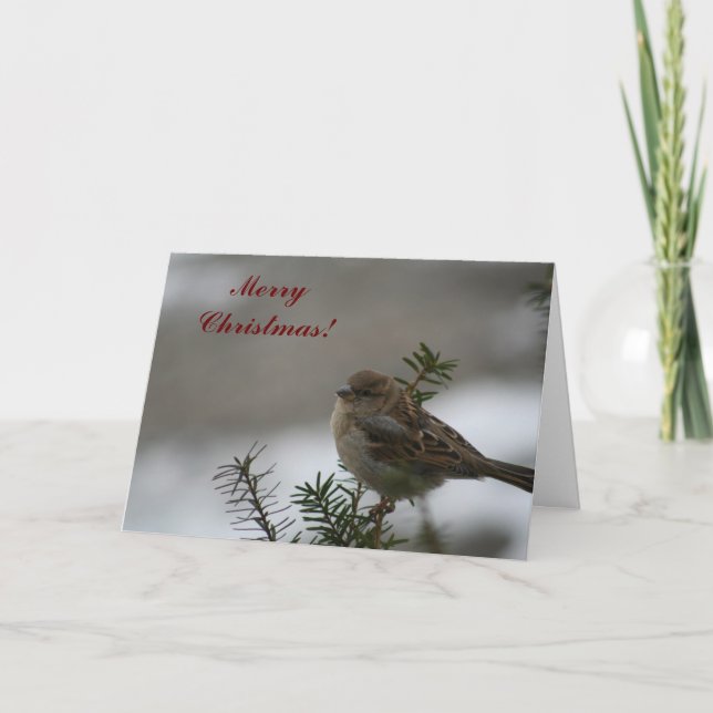 Merry Christmas Sparrow! Holiday Card (Front)