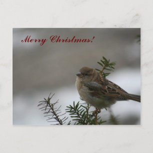 Merry Christmas Sparrow! Holiday Postcard
